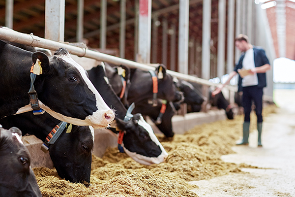 cows-in-factory-farm