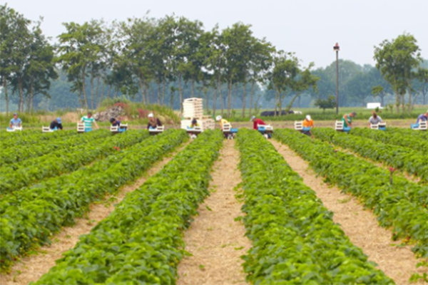 strawberry-field