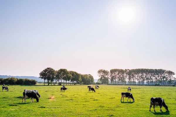 cattle-grazing-tadbik-ear-tag