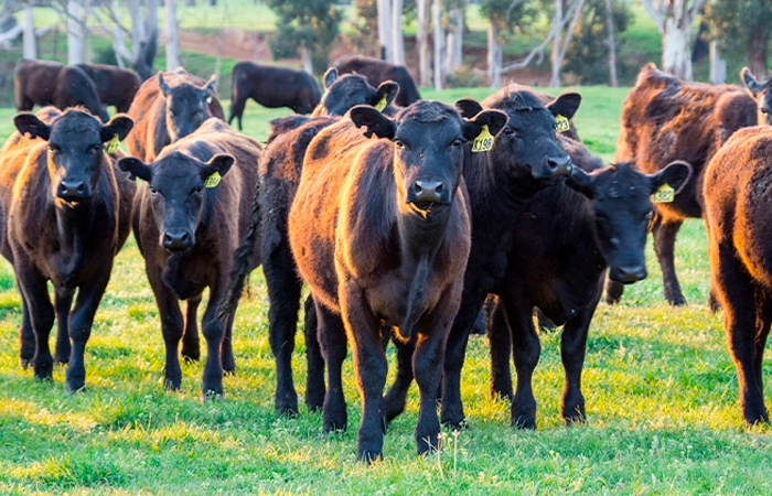 Herd of tagged cattle on a green field representing Impinj's IoT and RAIN RFID technology in livestock management