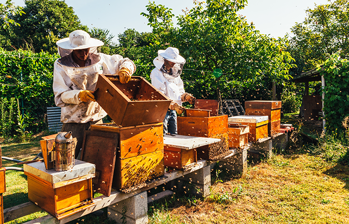 Beekeepers tending to hives in a sustainable apiary, reflecting Impinj's commitment to smart technology and environmental stewardship