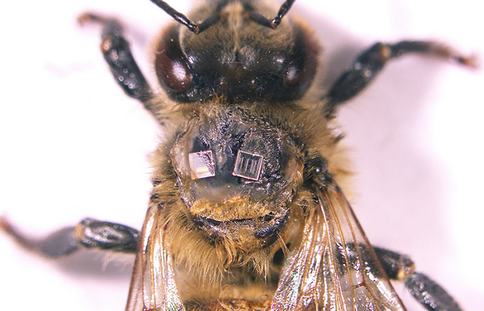 Close-up of a honeybee with Impinj RFID tags on its back, demonstrating advanced tracking technology integration with wildlife