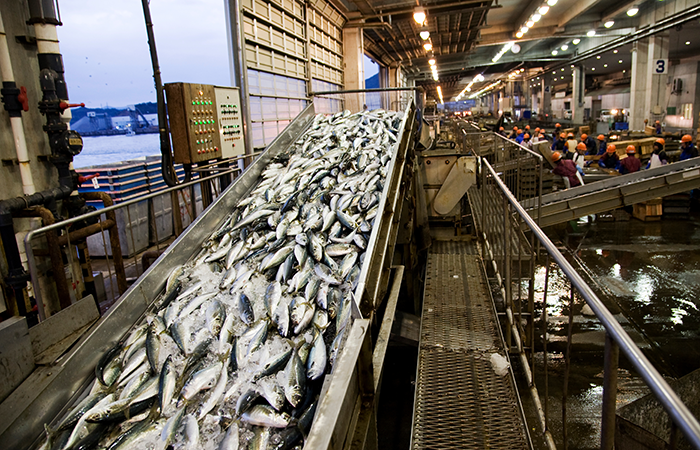 Inside a bustling industrial fish processing plant, workers in protective gear and orange helmets are