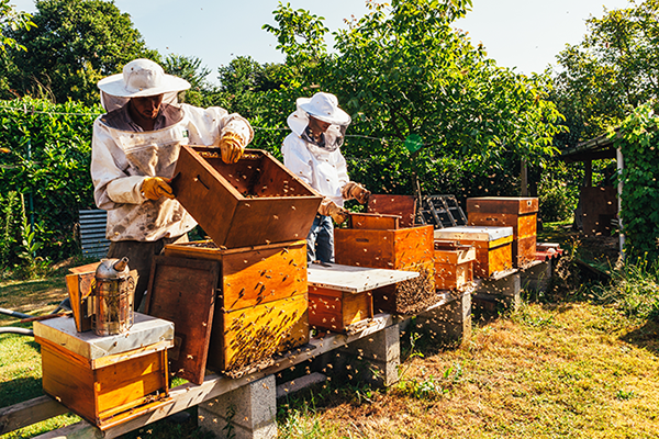 apicultores-con-abejas