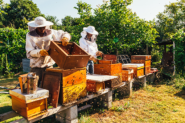 employés-avec-des-abeilles