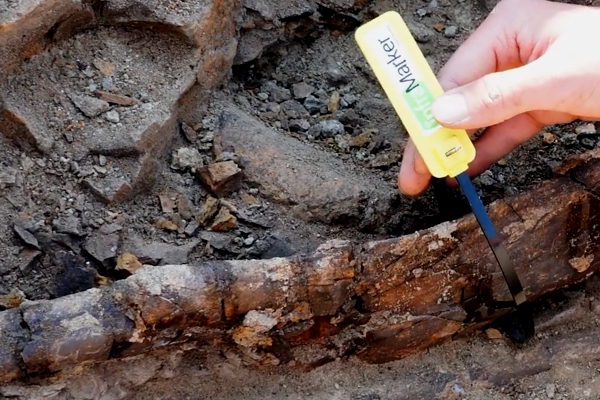 A durable HID Seal Tag vTamper UHF tag containing an Impinj M730 RAIN RFID tag chip is attached to a dinosaur bone.  